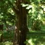 Stiftspark Lilienfeld, © Natur im Garten/Alexander Haiden Ein Baum im Stiftspark Lilienfeld, umgeben von grünem Laub und Sonnenlicht.