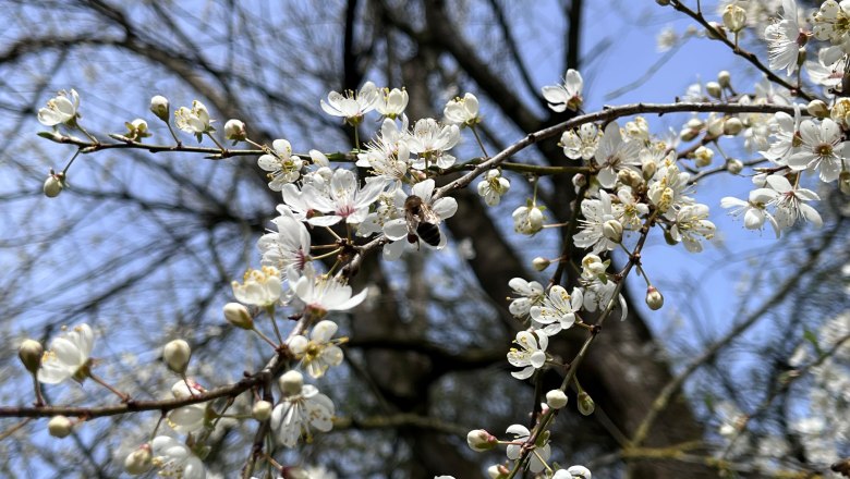 Frühling, © "Natur im Garten" Nahaufnahme von blühenden weißen Kirschblüten an einem Ast vor einem blauen Himmel.