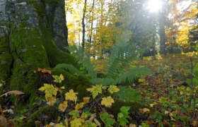 Stiftspark Lilienfeld, © Natur im Garten/Alexander Haiden Ein moosbedeckter Baumstamm im Stiftspark Lilienfeld mit Farnen und Herbstlaub im Vordergrund, Sonnenlicht strahlt durch die Bäume.