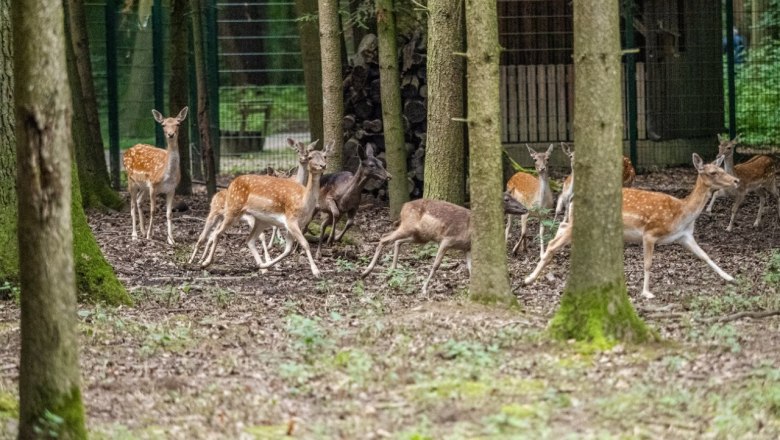 Wildgehege im Stadtwald St. Pölten, © Christian Krückel Wildgehege im Stadtwald St. Pölten, © Christian Krückel