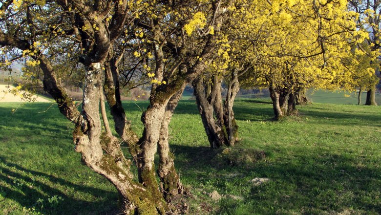 Dirndlblüte mächtiger Zeuler, © (c)Steinschaler Blühende gelbe Bäume auf einer grünen Wiese.