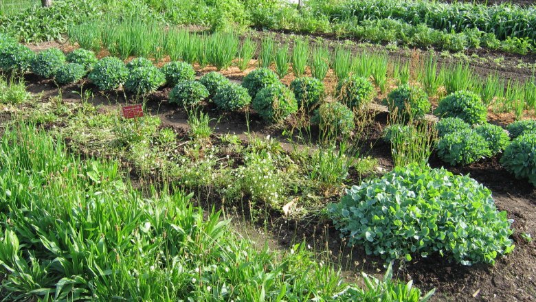 Gemüse- u  Kräutergarten, © ©Steinschalerhof Ein üppiger Gemüse- und Kräutergarten mit verschiedenen Pflanzen in geordneten Reihen.