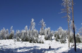 Erholsam umgeben von weitläufigen Wäldern, © Gasthof Furtner Verschneiter Wald mit blauem Himmel im Hintergrund.