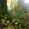 Stiftspark Lilienfeld, © Natur im Garten/Alexander Haiden Ein moosbedeckter Baumstamm im Stiftspark Lilienfeld mit Farnen und Herbstlaub im Vordergrund, Sonnenlicht strahlt durch die Bäume.
