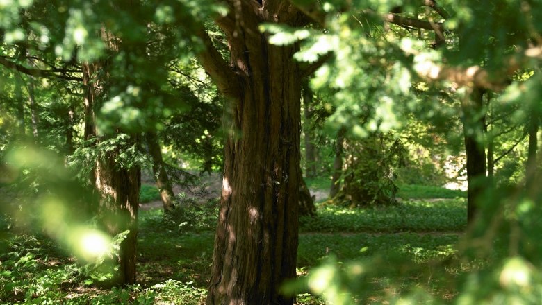 Stiftspark Lilienfeld, © Natur im Garten/Alexander Haiden Ein Baum im Stiftspark Lilienfeld, umgeben von grünem Laub und Sonnenlicht.