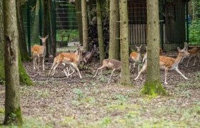 Wildgehege im Stadtwald St. Pölten, © Christian Krückel Wildgehege im Stadtwald St. Pölten, © Christian Krückel