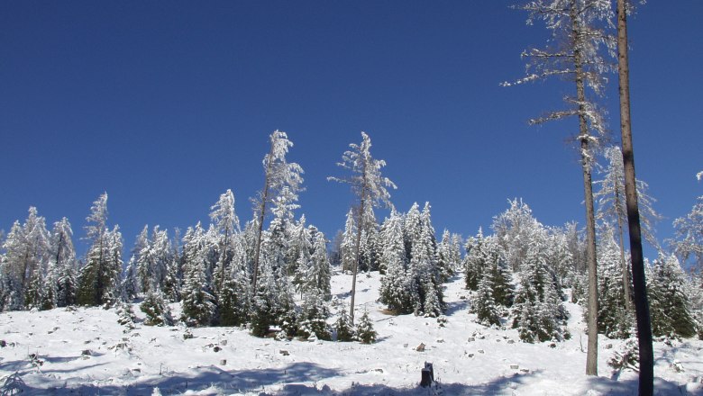 Erholsam umgeben von weitläufigen Wäldern, © Gasthof Furtner Verschneiter Wald mit blauem Himmel im Hintergrund.