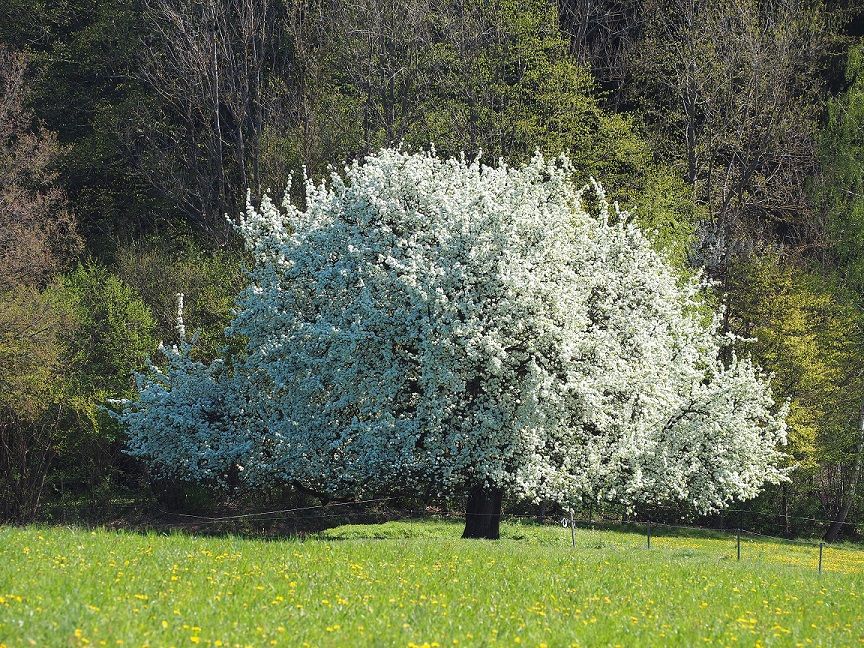 Alter Mostbirnbaum im Frühling