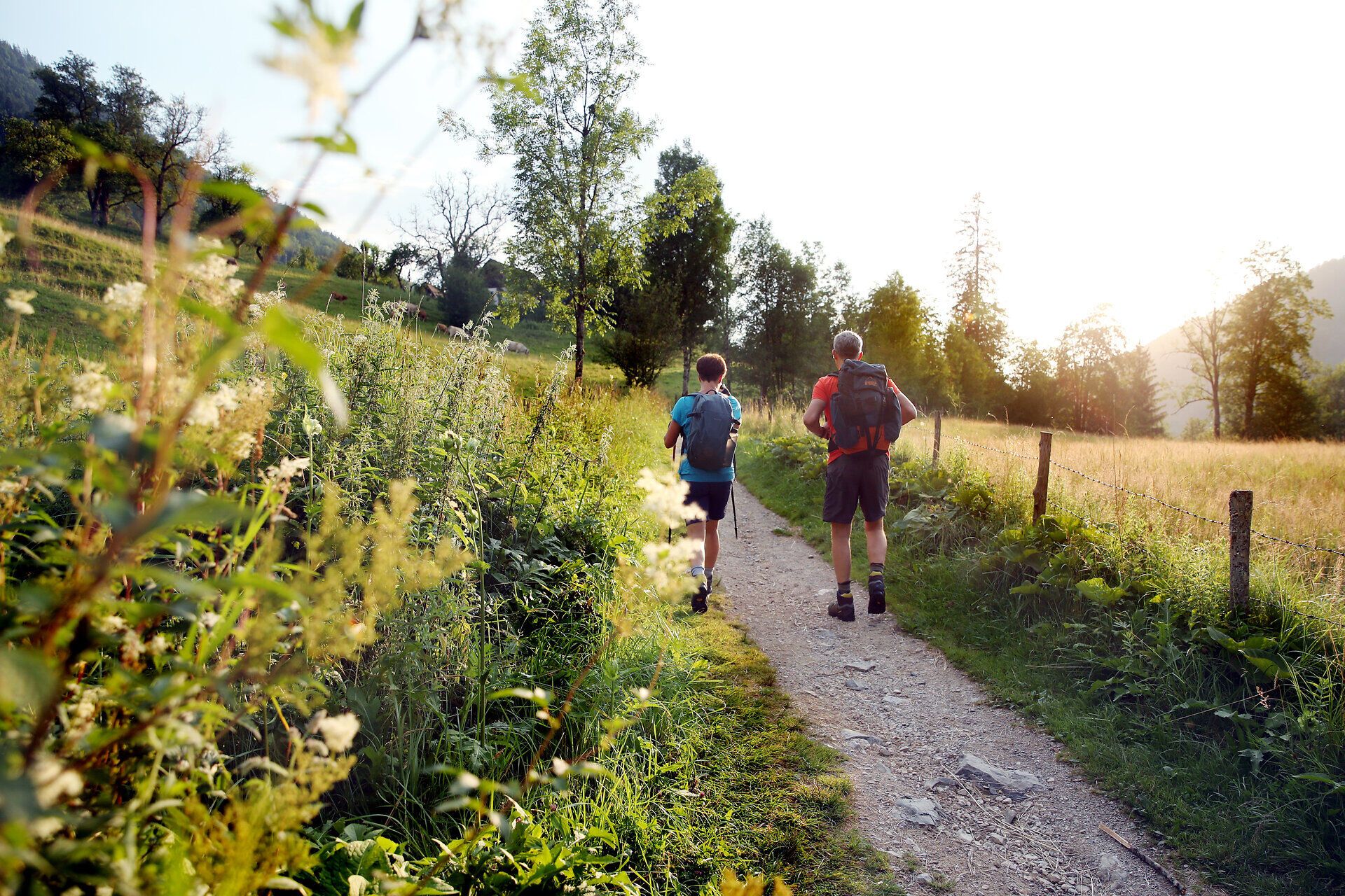 Pilgernde marschieren auf Feldweg im Licht der Abendsonne.