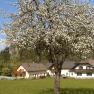 Bl&uuml;hender Baum vor einem Landhaus mit blauen Himmel im Hintergrund.