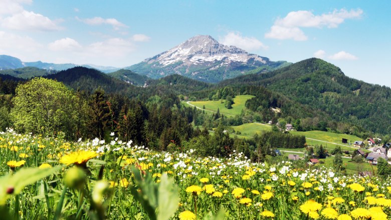 Blumenwiese mit gelben und weißen Blumen vor einer Berglandschaft bei Annaberg.