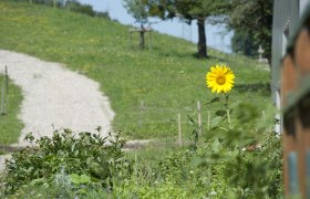 Eine einzelne Sonnenblume in einem Garten vor einem grasbewachsenen H&uuml;gel mit einem Kiesweg.