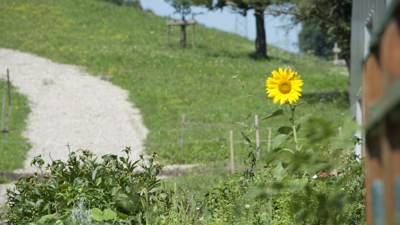 Eine einzelne Sonnenblume in einem Garten vor einem grasbewachsenen Hügel mit einem Kiesweg.