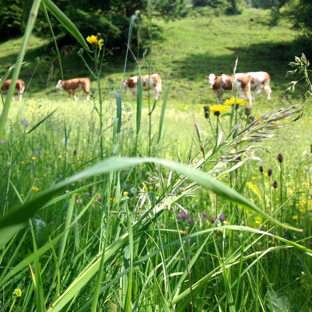 Vielfalt
