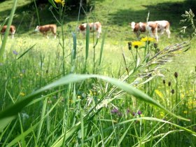 Vielfalt, &copy; Mostviertel Tourismus / zunder zwo
