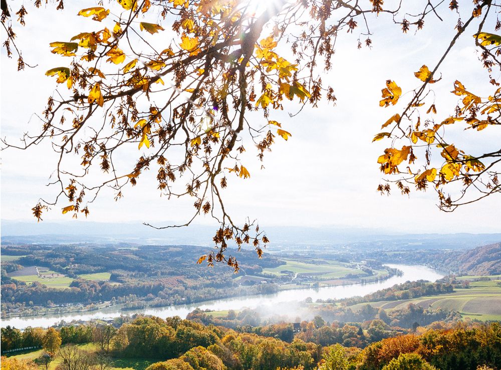 Herbstliche Landschaft mit Blick auf das Donautal und buntem Laub im Vordergrund.