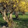 Blühende gelbe Bäume auf einer grünen Wiese.