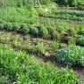 Ein üppiger Gemüse- und Kräutergarten mit verschiedenen Pflanzen in geordneten Reihen.