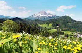 Blumenwiese mit gelben und weißen Blumen vor einer Berglandschaft bei Annaberg.