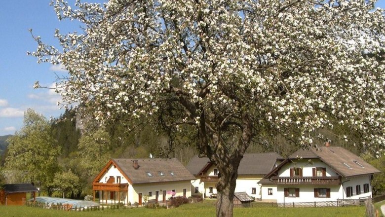 Blühender Baum vor einem Landhaus mit blauen Himmel im Hintergrund.