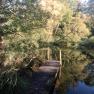 Ein kleiner Holzsteg führt in einen ruhigen, von Bäumen umgebenen Teich.