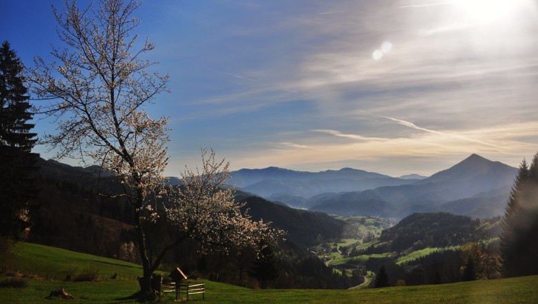 Landschaft mit blühendem Baum, Bergen und Tal im Hintergrund bei Sonnenlicht.