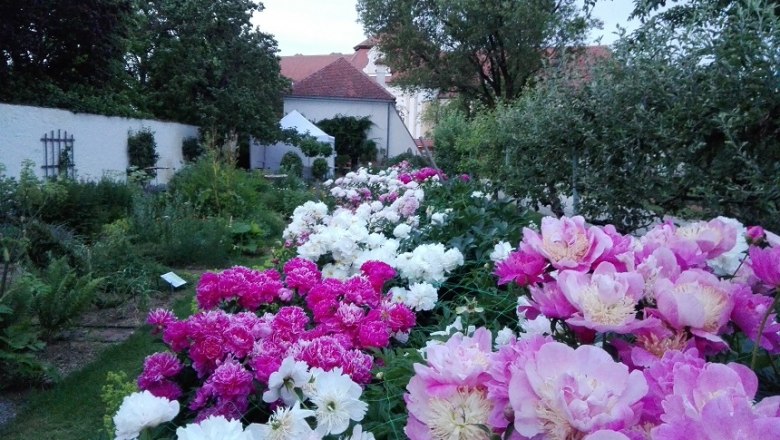 Ein Garten mit blühenden Pfingstrosen in verschiedenen Farben, umgeben von Bäumen und einem Gebäude im Hintergrund.