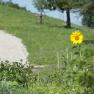Eine einzelne Sonnenblume in einem Garten vor einem grasbewachsenen Hügel mit einem Kiesweg.