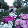 Ein Garten mit blühenden Pfingstrosen in verschiedenen Farben, umgeben von Bäumen und einem Gebäude im Hintergrund.