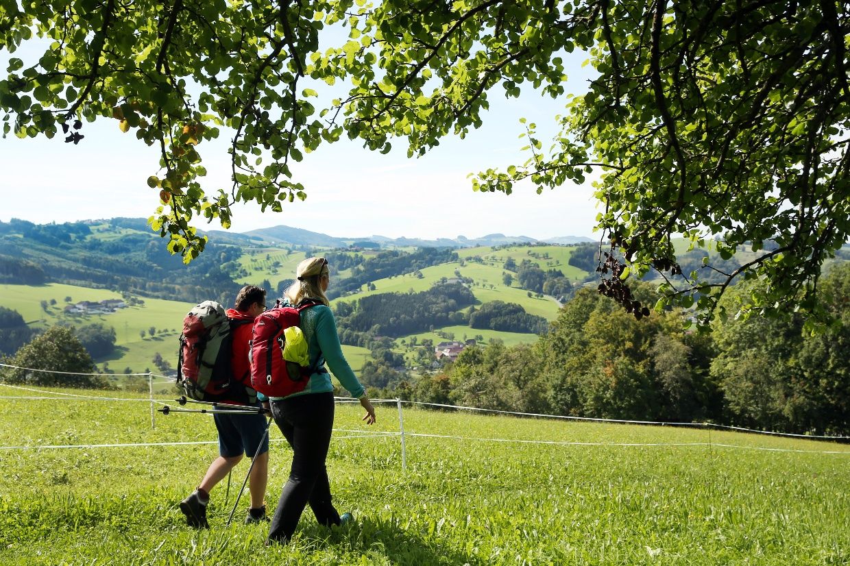 Wanderung über die Wiese