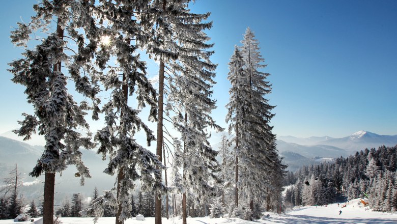 Verschneite Bäume in einer Winterlandschaft mit Bergen im Hintergrund.