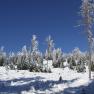 Verschneiter Wald mit blauem Himmel im Hintergrund.