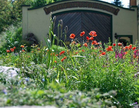 Bl&uuml;hender Garten mit roten Mohnblumen vor einem Geb&auml;ude mit Holztor.