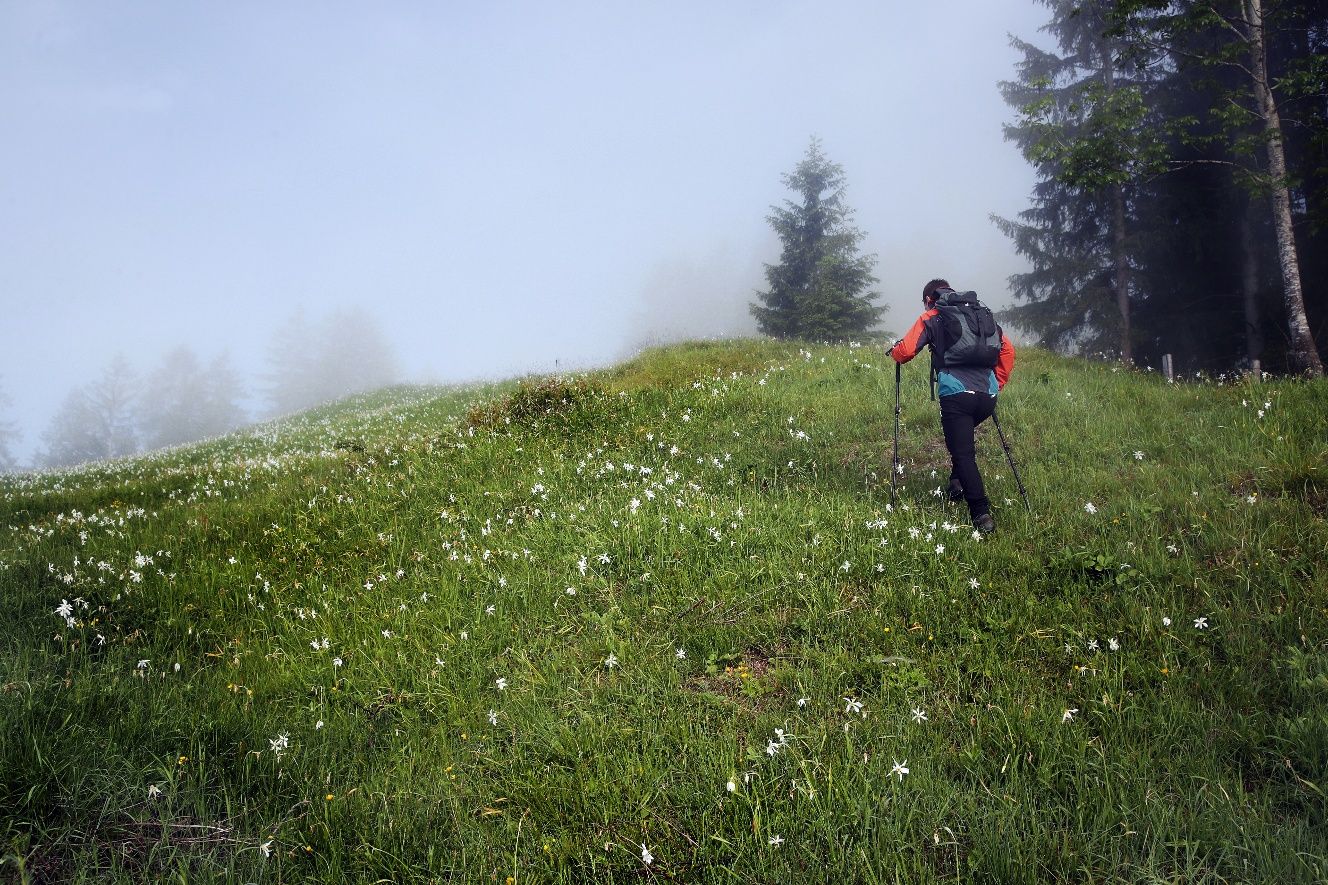 Narzissenwiese an der Via Trinitatis