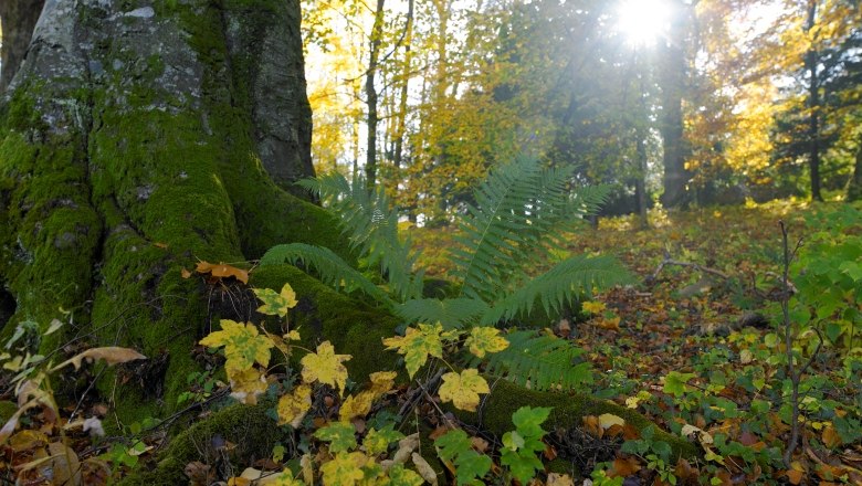 Stiftspark Lilienfeld, © Natur im Garten/Alexander Haiden Ein moosbedeckter Baumstamm im Stiftspark Lilienfeld mit Farnen und Herbstlaub im Vordergrund, Sonnenlicht strahlt durch die Bäume.